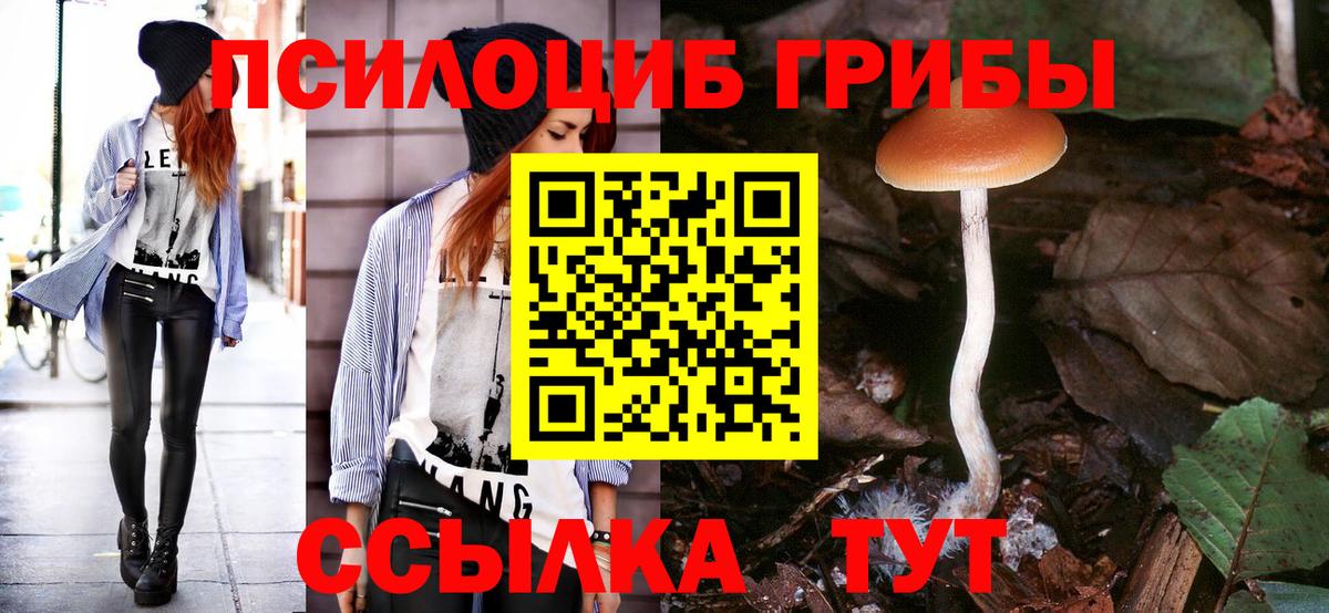 Псилоцибиновые грибы Psilocybe Костомукша